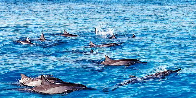 3d-dolphins-of-mauritius