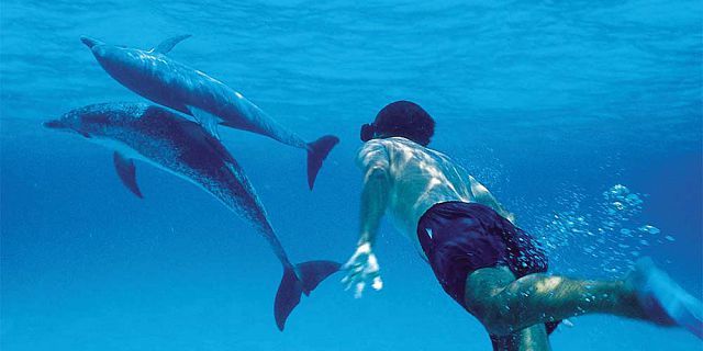 4-swimming-alongside-dolphins-mauritius