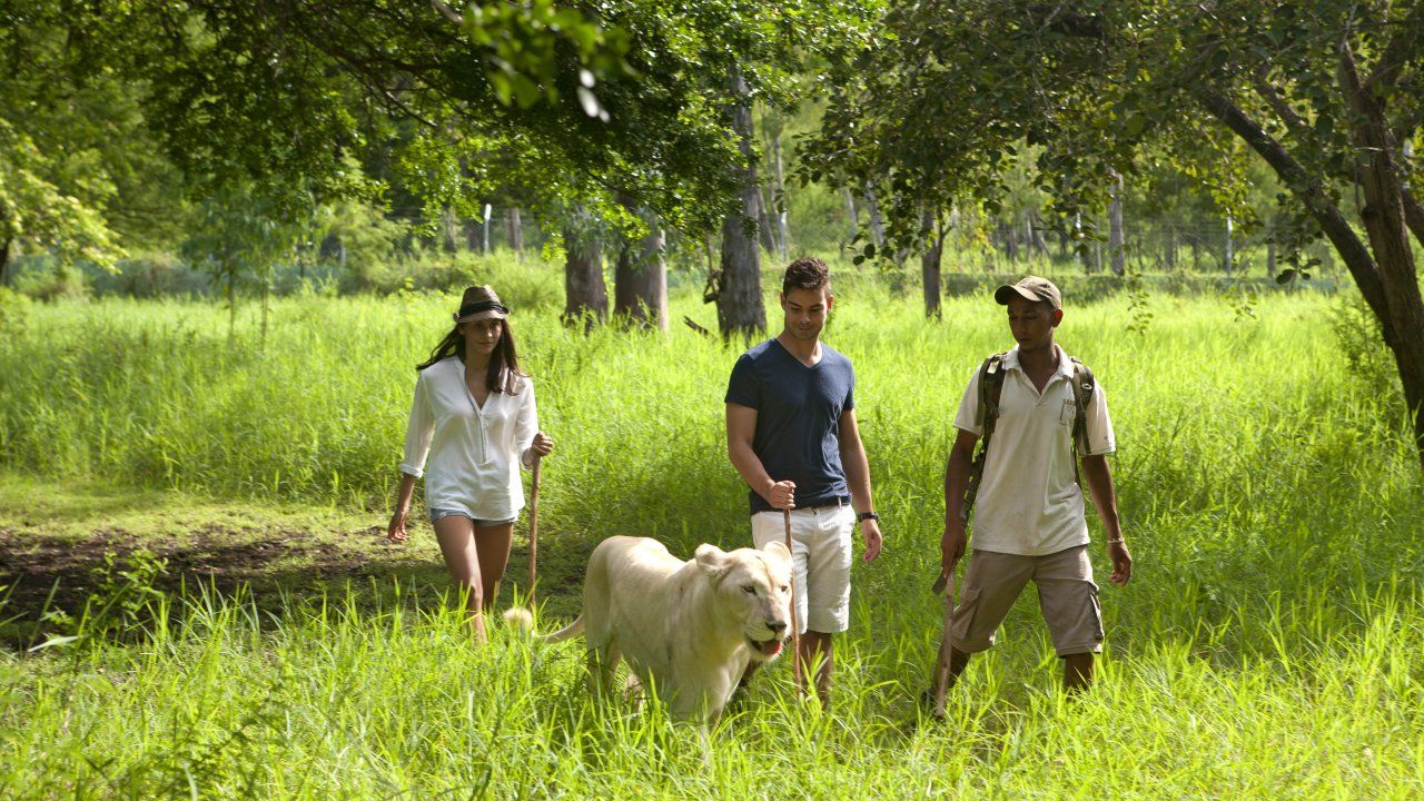 walking with lion 3