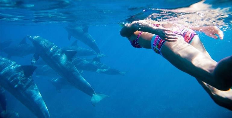jph-mu-swim-with-dolphins-1-770x392