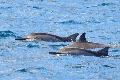 Dolphin Encounter