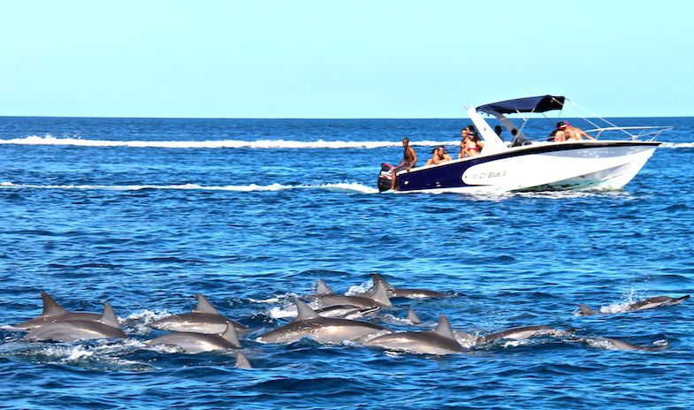 Nage-avec-les-dauphins-Ile-Maurice-13