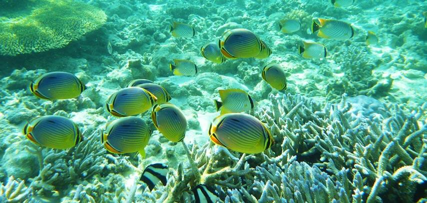 glass-bottom-boat-to-blue-bay-marine-park- (3)