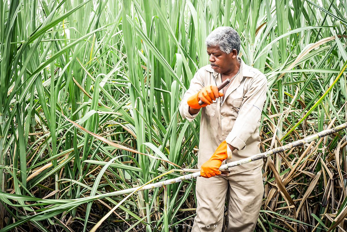 sugarcane