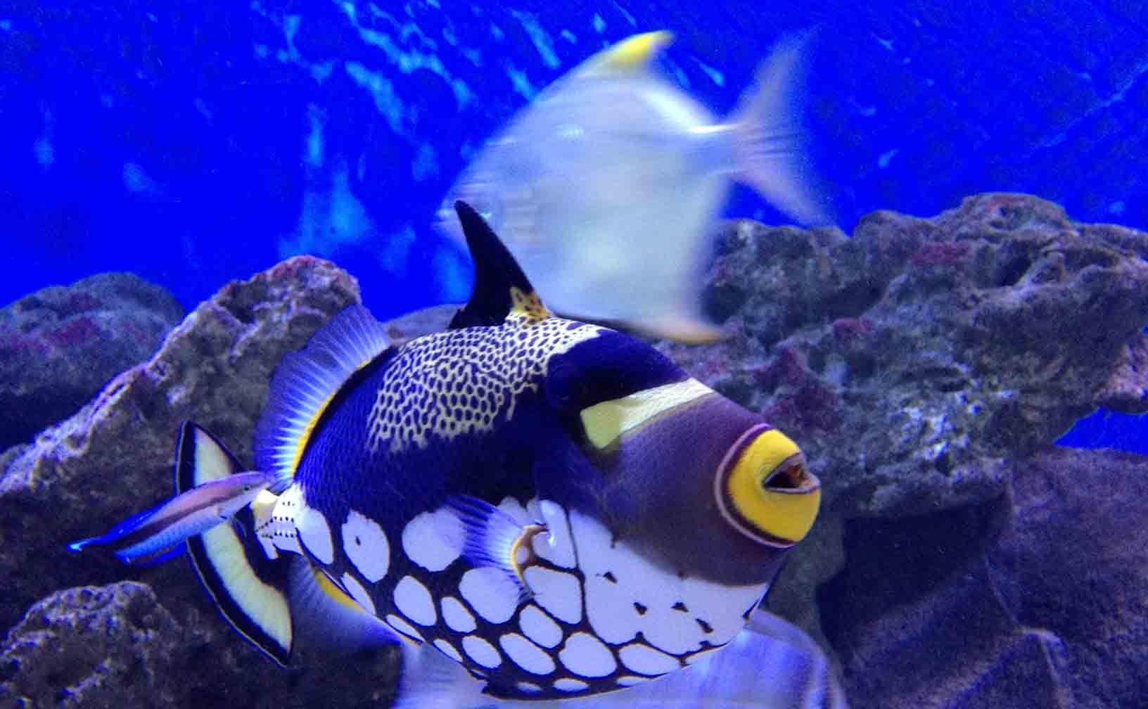 The Mauritius Aquarium